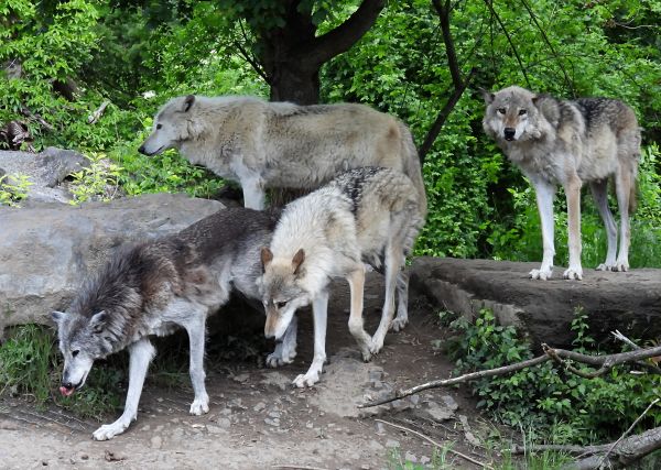 20260516_09_Timberwoelfe.jpg