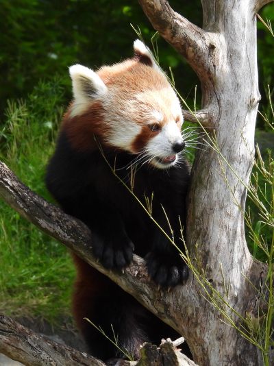 20260516_11_RoterPanda.jpg