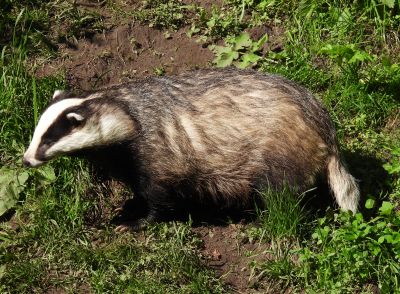 20260517_12_Dachs.jpg