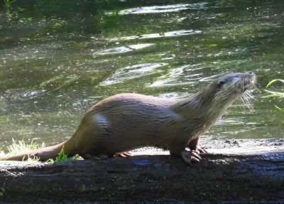 20260517_13_Fischotter.jpg
